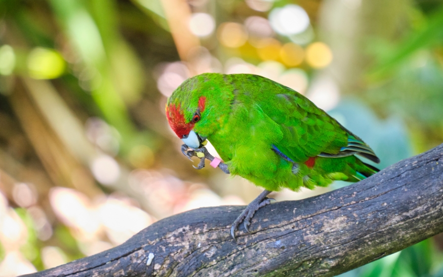 Kakariki rudočelý_foto5